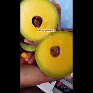 Bibit Alpukat Jumbo Super Okulasi Cepat Berbuah