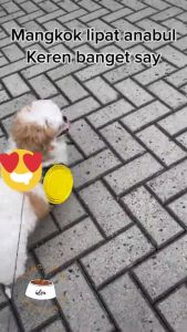 Mangkok Lipat Silicon Tempat Makan Minum Hewan Anjing Kucing Pet Bowl Silicone Foldable