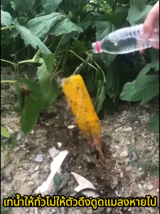 ฉีด1ครั้ง ล่อแมลงวันต่อเนื่อง6เดือน สารล่อแมลงวันทอง สเปรย์กาว อัพเกรดสูตรใหม่ สเปรย์ดักแมลงวันทอง สเปรย์กาวกำจัดแมลงวัน