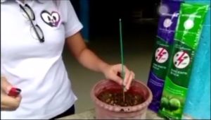 1 Pack (30 pcs) - (DELUXE QUALITY) WHITE SAGE - GOLDEN INSCENCE Scented Mosquito Killer Inscent Sticks - Pamatay Lamok