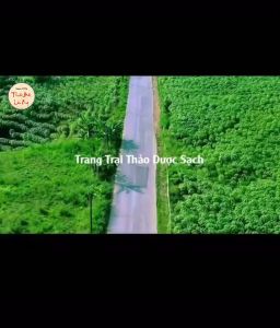 Trà tâm sen an thần ổn định huyết áp giúp ngủ ngon