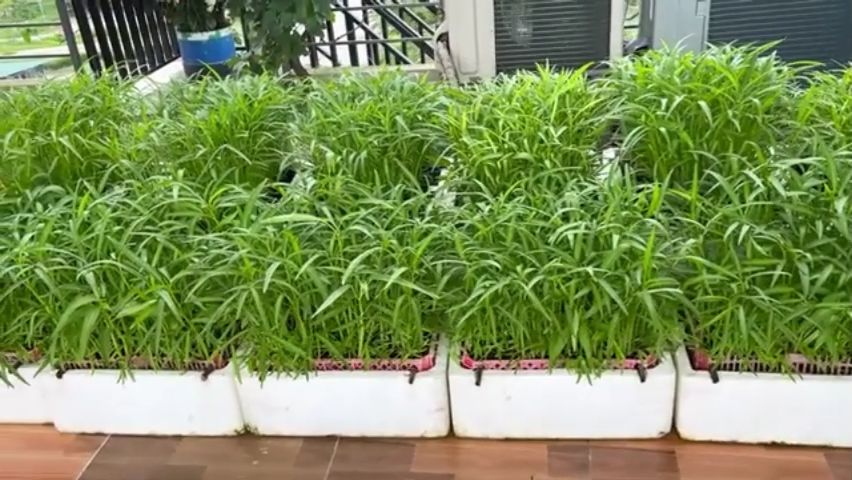 (60 SEEDS) THAI KANGKONG SEEDS/FOR PLANTING/THAI VARIETY/EASY TO GROW