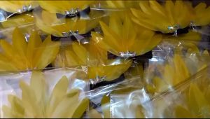 Bando Bulu & Bandana Bulu Full Kuning: Mahkota Adat Indonesia
