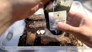 [IJUZWANISO] PODTREATS QUICKSNACK [ISOPOD FOOD] Special Concentrated Isopod Food for Colour Enhancing