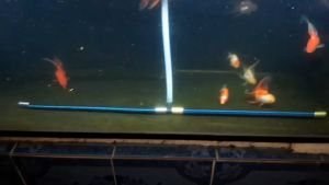 สายเติมอากาศ OXYGEN RING 1m - สายเติมอากาศสำหรับฟองอากาศละเอียดสูง คุณภาพสูง