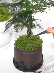 Rêu giả trang trí tiểu cảnh sân vườn chậu cây decor mô hình sự kiện