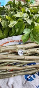 VIRAL Bibit Singkong Pohon daun lebar pakan ternak untuk sayur gulai