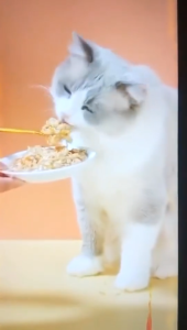 LIEBAO Cat Wet Food 80g Tuna Carrot Chicken Flavored Cat Treats Kitten Wet Food for Cat