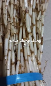 jual akar alang alang segar asli per1 kg