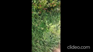 Spray Pembasmi Rumput Liar | Rumput Ilalang | Rumput Gulma | 100% Super Ampuh | Pilihan Ukuran 250ml | Isi 1 Liter | 1L Gratis 250ml