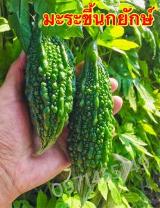 เมล็ดมะระขี้นก ขมนิดกรอบ ลูกใหญ่ขมน้อย