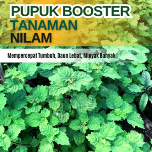 Pupuk Nilam Penambah MinyakPupuk tanaman NilamPupuk Cair Untuk NilamObat Untuk Tanaman Nilam