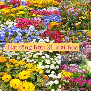 Hạt giống 21 loại hoa tổng hợp ( 500 hạt ) - Hoa nở quanh năm chịu nhiệt tốt