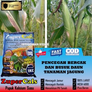 ZUPERCALS 1 KG Pupuk Kalsium Susu Obat Bercak dan Busuk Daun Jagung yang Bagus dan Manjur - Obat Penyakit Daun Penguat Tanaman Jagung Pupuk Kalsium Pencegah Layu Rontok dan Hama - Solusi Ampuh untuk Daun Rusak dan Busuk pada Tanaman Jagung