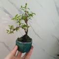 Cây mai chiếu thủy siêu mini kèm chậu bát Tràng. 