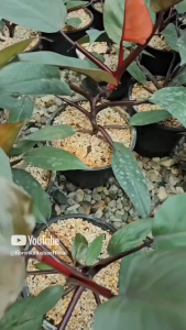 tanaman hias Philodendron dark lord