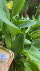 Dompet Resleting Freesia Cantik Remaja Pink Korea WA1206P3 Bunga Terbaru Motif Murah Fashion Kulit