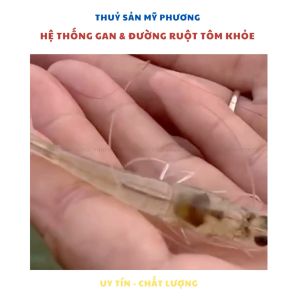 Sản Phẩm Bổ Giải Độc Gan Cho Tôm Thảo Dược Gan Cho Tôm - BETA GLUCAN C TINH CHẤT TỎI - GAN TUỴ - Phục Hồi Chức Năng Gan - Chế Phẩm Sinh Học Nuôi Tôm Cá Ếch Lươn Baba  THUỐC THUỶ SẢN MỸ PHƯƠNG