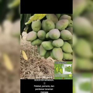 PUPUK ORGANIK BOOSTER MANGGA 250gr PELEBAT PEMANIS PEMBESAR BUAH MANGGA ANTI RONTOK