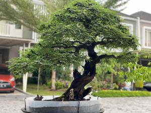15 BIJI BENIH POHON ARABIKA | KLAMPIS HITAM ( BAHAN BONSAI )
