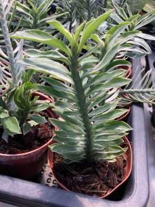 บันไดสวรรค์ด่าง บันไดสวรรค์ ต้นบันไดสวรรค์ด่าง ต้นบันไดสวรรค์ ไม้ด่าง ว่านตะขาบ ว่านตะขาบด่าง บันไดเศรษฐีด่าง ต้นบันไดเศรษฐีด่าง ขนาดกระถาง 3 นิ้ว