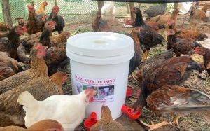 MÁNG UỐNG NƯỚC TỰ ĐỘNG LOẠI THÙNG SƠN 18 LÍT CHO GÀVỊTNGAN VÔ CÙNG BỀN HIỆU QUẢ.