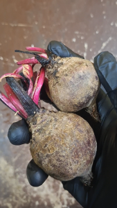 250 Grams Benguet beetroot Fresh sugar beets