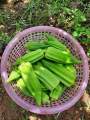 20 Hạt Giống Đậu Bắp Khổng Lồ Star David_Y ảnh khách trồng. 
