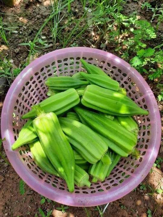 20%20H%E1%BA%A1t%20Gi%E1%BB%91ng%20%C4%90%E1%BA%ADu%20B%E1%BA%AFp%20Kh%E1%BB%95ng%20L%E1%BB%93%20Star%20David_Y%20%E1%BA%A3nh%20kh%C3%A1ch%20tr%E1%BB%93ng%20-%20Image%207