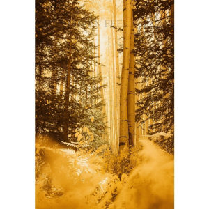 Autumn Squirrel Forest Canvas Wall Art Golden Maple Leaf Fall Tree House Print Poster Farmhouse Decor for Living Room Entryway