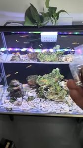 Fish Feeding Fish Feeder Tempat Makan Ikan Aquarium