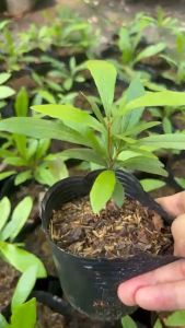 Cây thần kỳ -cây giống cao 10-15cm (mua từ 5 cây trở lên tặng thêm 1 cây)