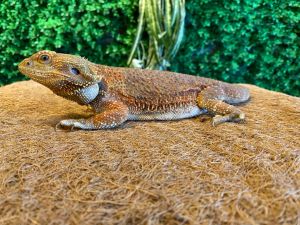 NOMOY PET Reptile Coco Mat Natural (Coconut Fiber) (natural bedding) (washable terrarium mat)
