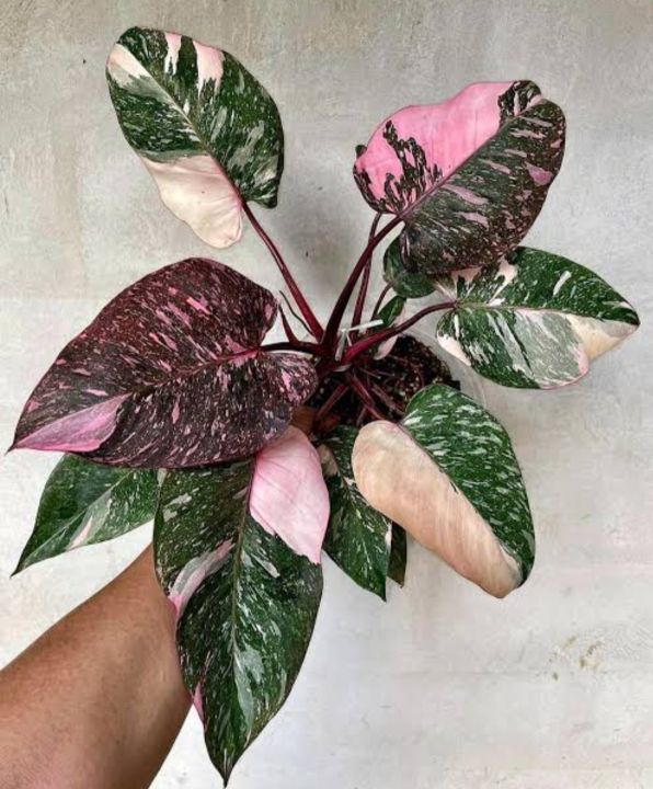 Philodendron Pink Princess

อนุบาลพร้อมส่ง