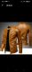 bagjaleather995
