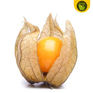 100 seeds for planting binhi cape gooseberry fruit plant