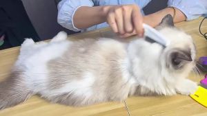 Lược Chải Chấy Rận Chuyên Nghiệp Răng Lược Nhỏ Làm Bằng Thép Không Gỉ Dùng Để Loại Bỏ Chấy Rận Cho Người Mèo Chó Đa Năng Loại Bỏ Gàu.