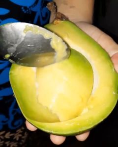 BIBIT BUAH ALPUKAT MENTEGA - BIBIT ALPUKAT MENTEGA - ALPUKAT MENTEGA - BIBIT BUAH ALPUKAT SUPER