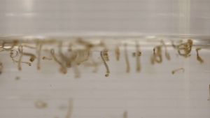 Abate Pembasmi Jentik Nyamuk Super Ampuh Obat Basmi Telur Nyamuk Bak Mandi Abate Untuk Selokan Hilangkan Sarang Nyamuk DBD