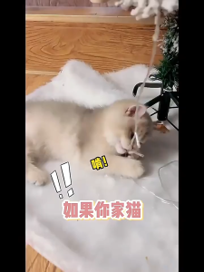 Orange-scented Spray To Repel cCats And Dogs An Indoor Spray To Prevent Cats From Getting On The Bed (100ml)