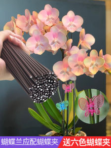 Orchid Support Stand Iron Material Simple Style Desktop Flower Pot Holder for Butterfly Orchid Preventing Falling Garden Art