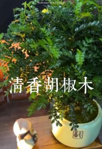 Zanthoxylum Piperitum 清香胡椒木 - Seri Bjaya Nursery