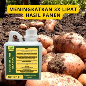 Pupuk Semprot Pelebat KENTANG Pupuk Pelebat KENTANG Pupuk Penyubur KENTANG ZPT