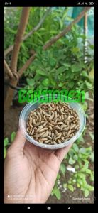 BGRSTORE-MAGGOT BSF UMPAN IKAN HIAS/UNGGAS 100G