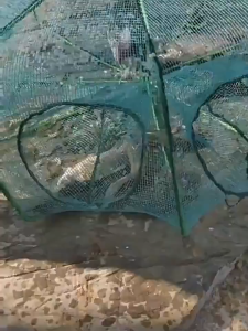 【Thurstan】ตาข่ายดักปลา ที่ดักกุ้งฝอย มุ้งดักปลา มุ้งดักกุ้ง กระชังดักปลา 6/8/10/16 ช่อง