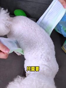 Cocoyo | Pet Physiological Pants Pet Diapers