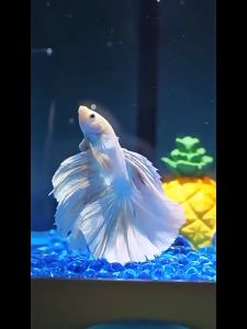 ตู้ปลามีไฟ ตู้ปลาใส ตู้ปลานิเวศน์ขนาดเล็ก ตู้ปลาป้องกันการระเบิด