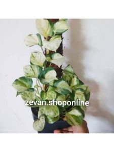 Sirih manjula - bibit tanaman hidup sirih manjula/keong - Bunga hias hidup murah