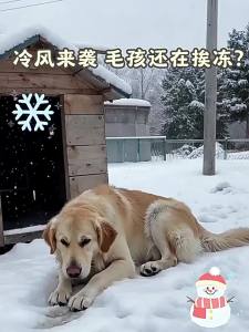 New Pet | Waterproof Warm Dog House