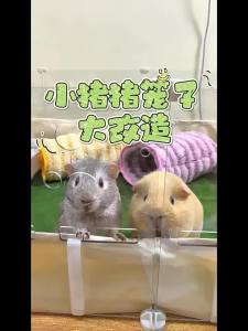 Transparent Cage with Waterproof Pad for Guinea Pigs